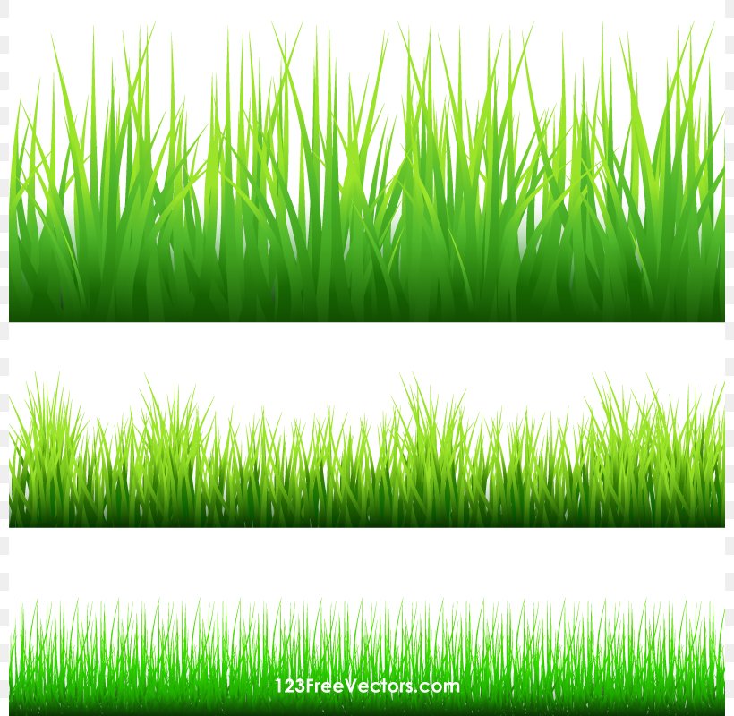 Clip Art, PNG, 800x800px, Grasses, Chrysopogon Zizanioides, Commodity, Crop, Field Download Free