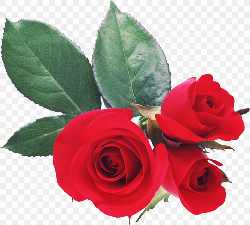 Love Valentine's Day Romance Desktop Wallpaper, PNG, 2770x2492px, Love, China Rose, Cut Flowers, Drawing, Floribunda Download Free