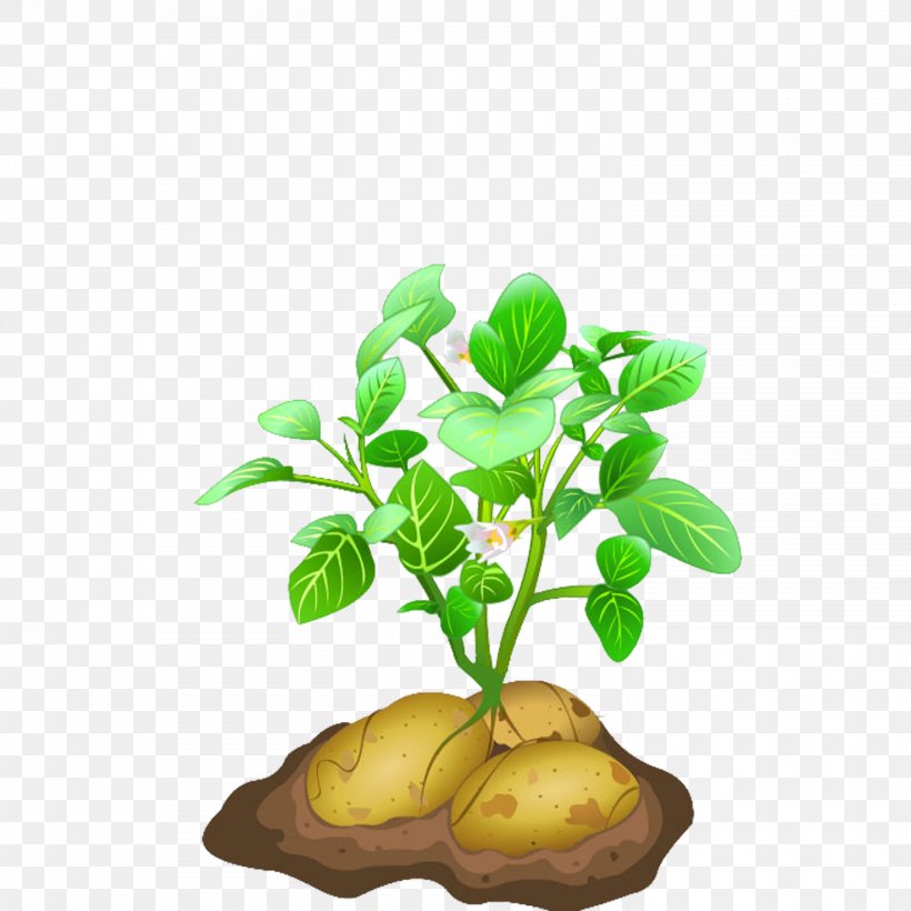 Potato Euclidean Vector, PNG, 1476x1476px, Potato, Branch, Flower, Flowerpot, Food Download Free