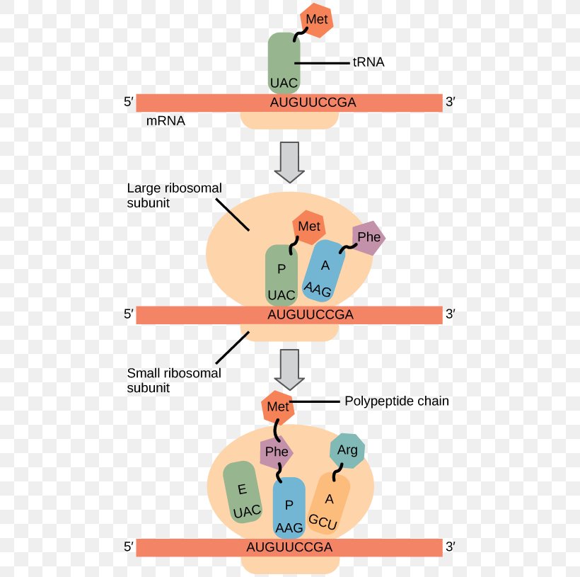 Ribosomes And Protein Synthesis: A Practical Approach Protein Biosynthesis Translation, PNG, 469x815px, Ribosome, Area, Cell, Communication, Diagram Download Free