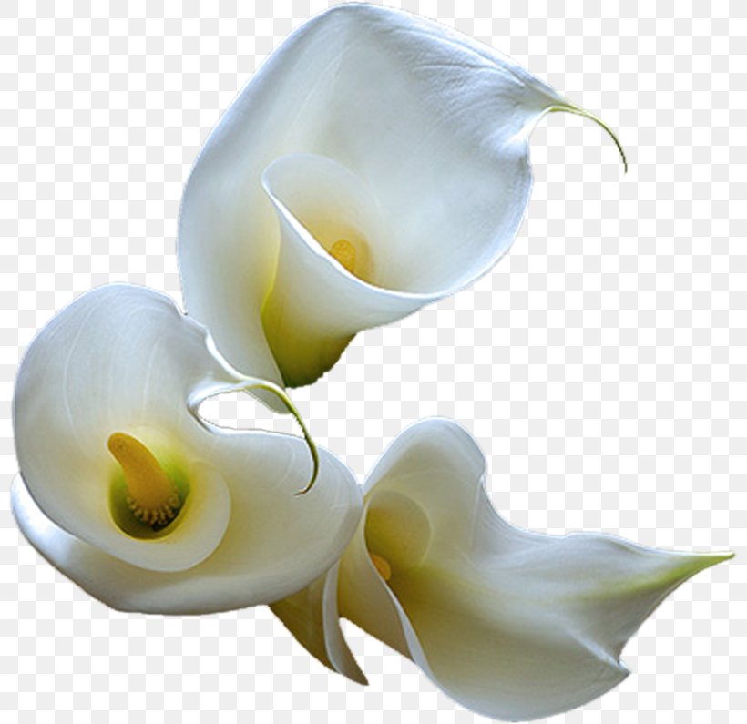 Arum-lily Arum Lilies Flower, PNG, 800x795px, Arumlily, Alismatales, Arum, Arum Family, Arum Lilies Download Free