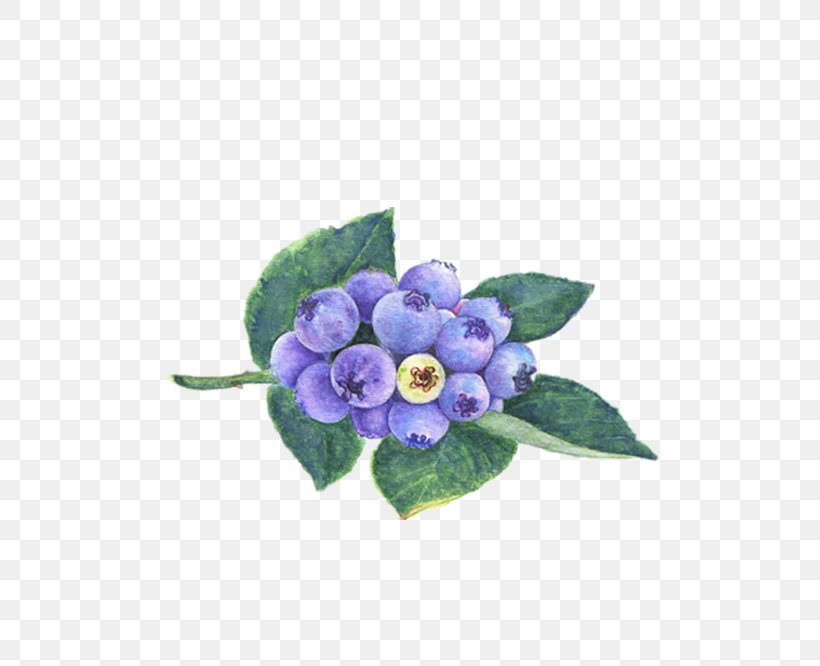 Blueberry Watercolor Painting Dietary Supplement, PNG, 500x666px, Blueberry, Auglis, Berry, Cut Flowers, Dietary Supplement Download Free