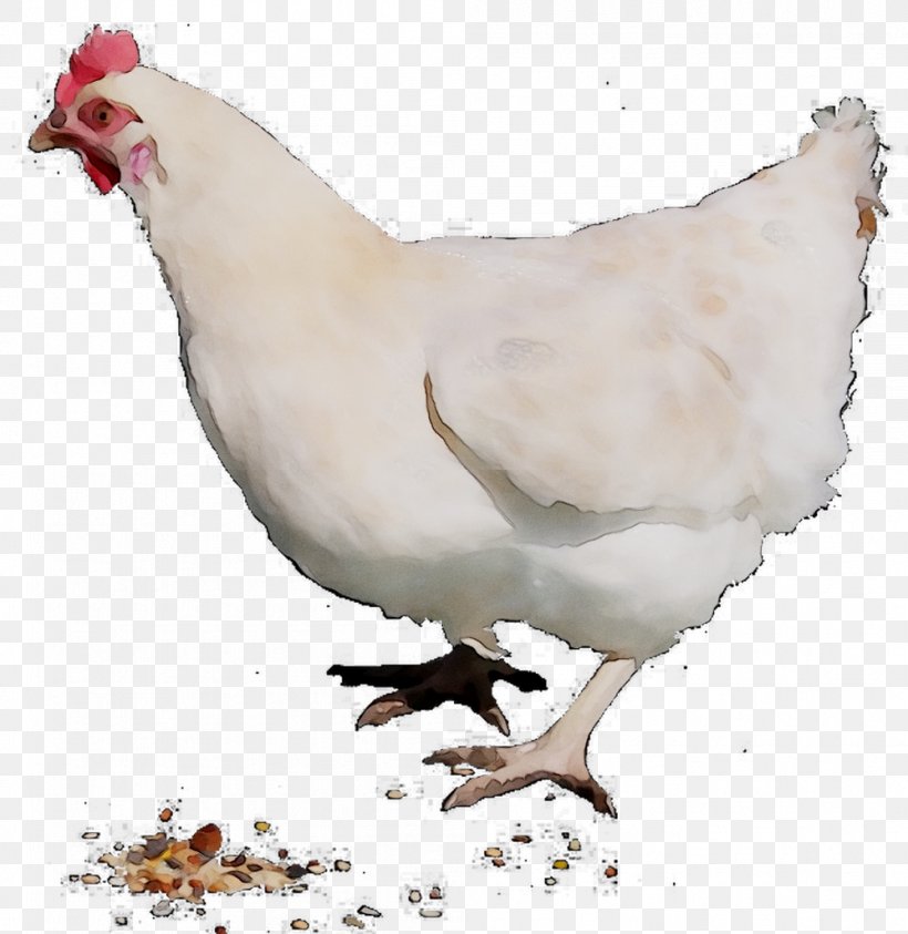 Chicken Rooster Cairo Poultry Farming, PNG, 998x1026px, Chicken, Agriculture, Bauernhof, Beak, Bird Download Free