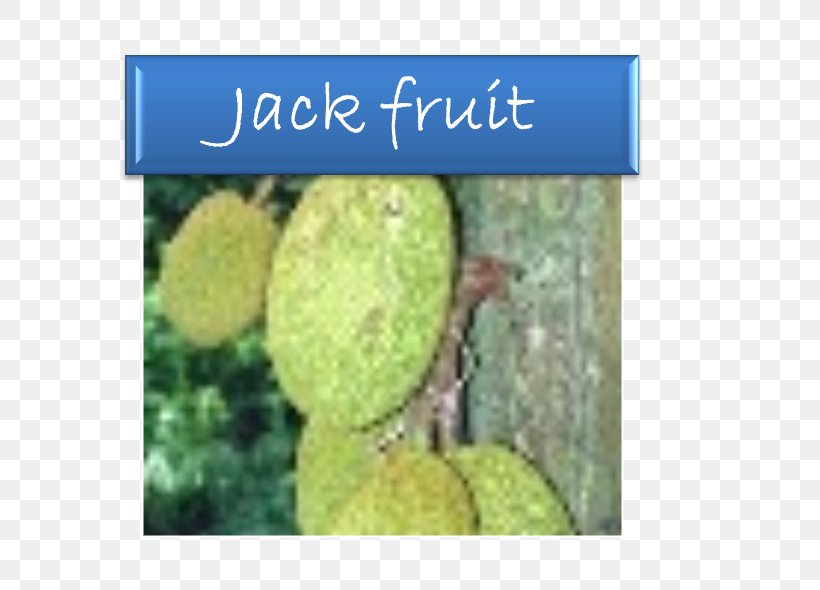 Jackfruit Breadfruit Fruit Tree Soursop, PNG, 588x590px, Jackfruit, Auglis, Biome, Breadfruit, Evergreen Download Free