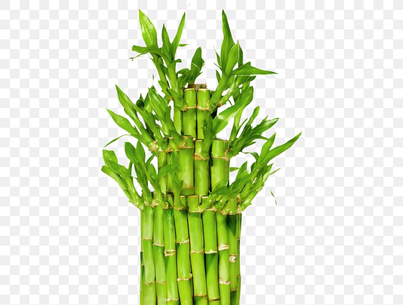 Lucky Bamboo Houseplant Plants Garden, PNG, 412x621px, Bamboo, Asparagus, Blume, Commodity, Flowerpot Download Free