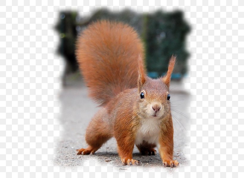 Red Squirrel Desktop Wallpaper Animal, PNG, 600x600px, Watercolor, Cartoon, Flower, Frame, Heart Download Free