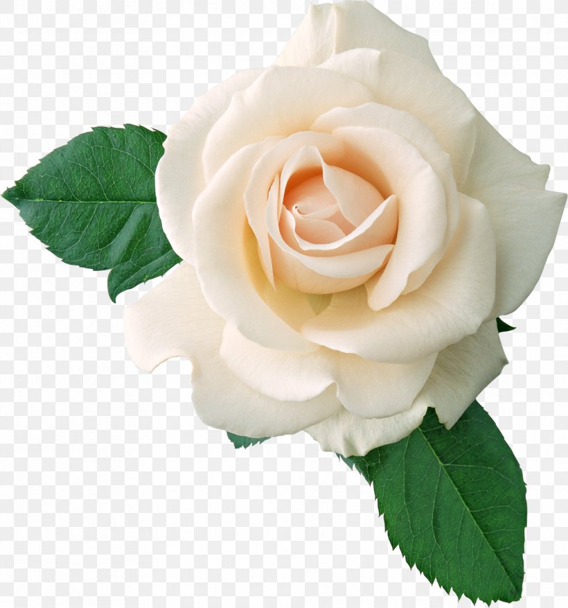 Rose White, PNG, 1923x2059px, Rose, Artificial Flower, Color, Cut Flowers, Floribunda Download Free