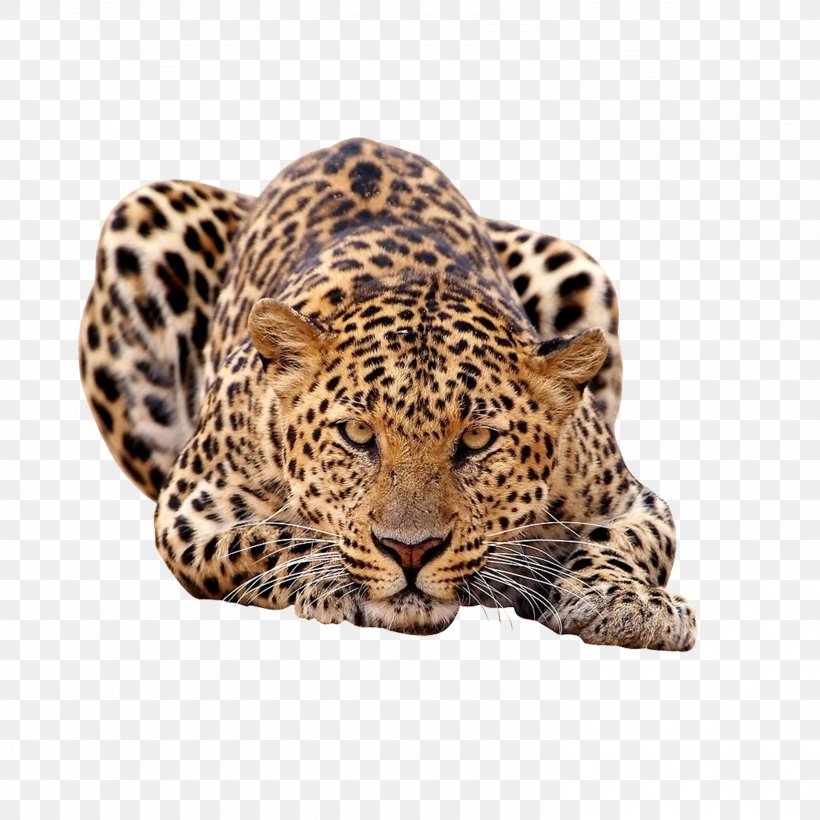 Amur Leopard African Leopard Felidae Tiger, PNG, 2953x2953px, Leopard, Big Cat, Big Cats, Carnivoran, Cat Like Mammal Download Free