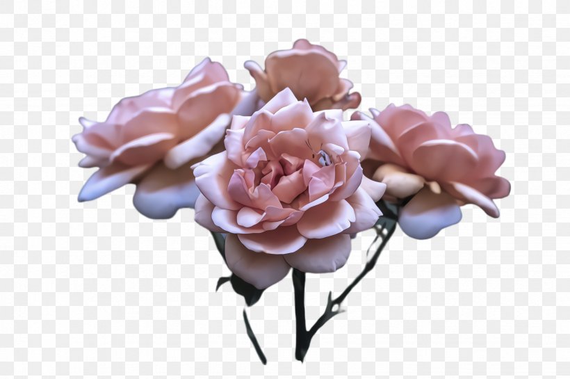 Garden Roses, PNG, 2452x1632px, Flower, Artificial Flower, Cut Flowers, Garden Roses, Petal Download Free