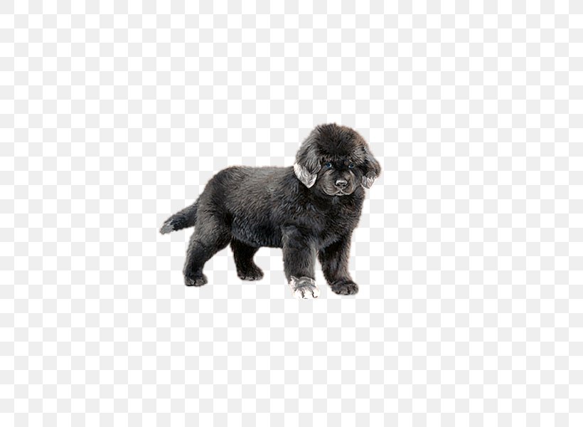 Puppy Dog Gratis, PNG, 600x600px, Puppy, Black, Carnivoran, Color, Companion Dog Download Free