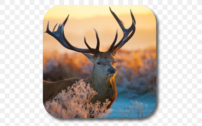 Red Deer Royalty-free Desktop Wallpaper, PNG, 512x512px, Watercolor, Cartoon, Flower, Frame, Heart Download Free