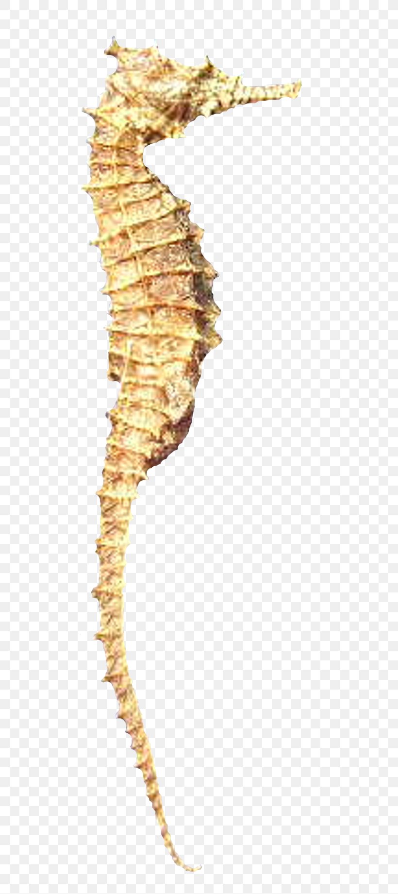 Seahorse Les Copains Clip Art, PNG, 618x1841px, 2016, Seahorse, Advertising, February, Fish Download Free