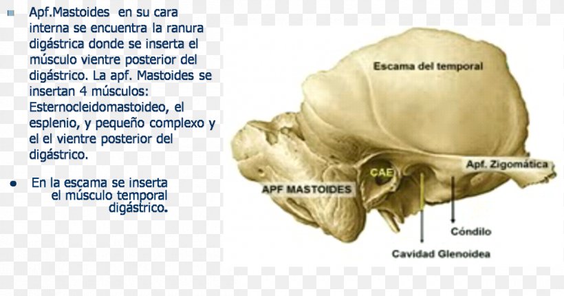 Temporal Bone Ear Mastoid Process Human Anatomy, PNG, 1200x630px, Watercolor, Cartoon, Flower, Frame, Heart Download Free