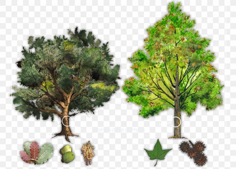 Tree Plant Evergreen Conifers Bark, PNG, 911x652px, Tree, Bark, Bonsai, Branch, Christmas Ornament Download Free