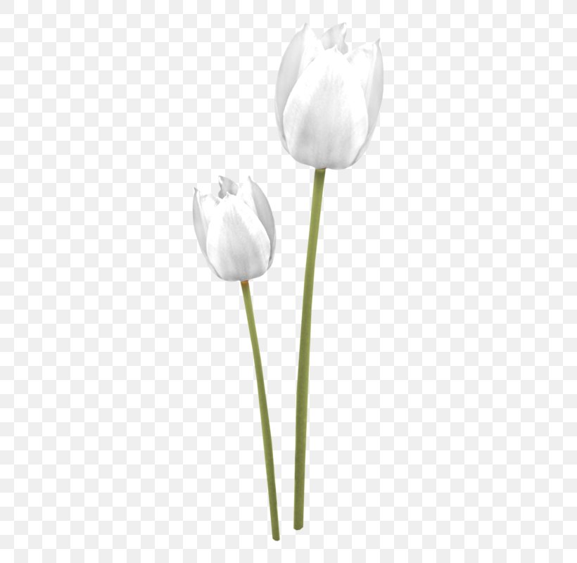Tulip White Cut Flowers Petal Plant Stem, PNG, 339x800px, Tulip, Black And White, Cut Flowers, Flower, Flowering Plant Download Free