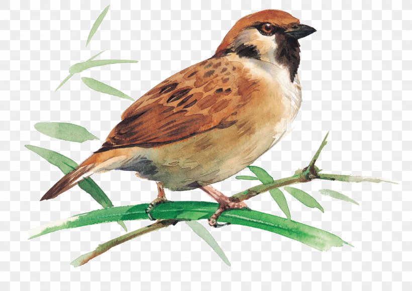Bird Migration Rook House Sparrow Bird Feeder, PNG, 3780x2672px, Bird, Actividad, American Robin, Beak, Bird Feeder Download Free