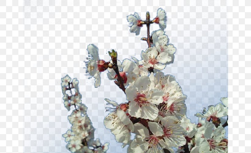 Blossom Apricot Plum Flower, PNG, 670x502px, Blossom, Apricot, Branch, Cherry Blossom, Flower Download Free