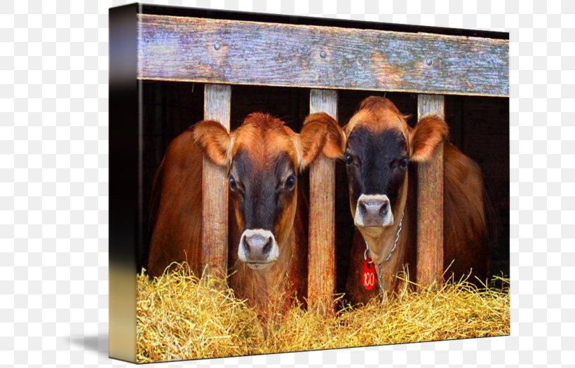 Calf Jersey Cattle Vegetarian Cuisine Dairy Gallery Wrap, PNG, 650x525px, Calf, Art, Canvas, Cattle, Cattle Like Mammal Download Free