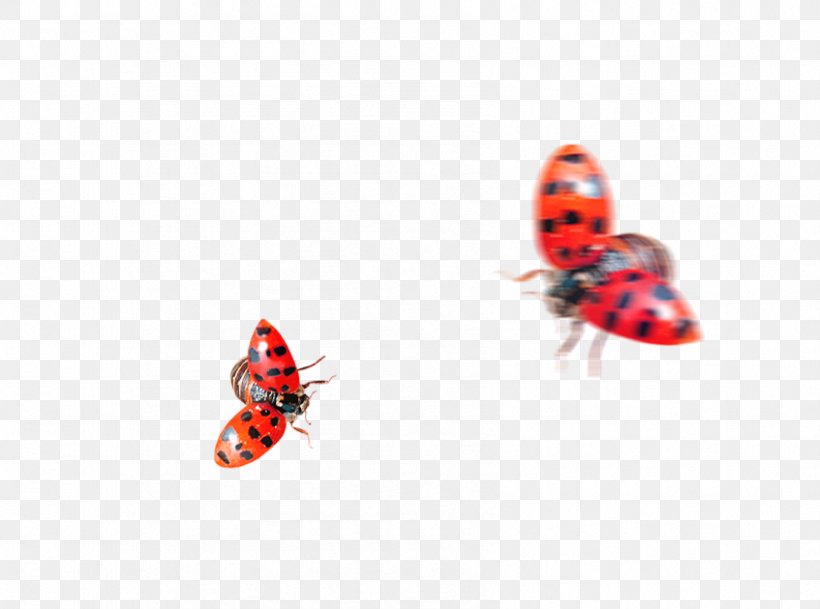 Ladybird Insect Coccinella Septempunctata, PNG, 847x630px, Ladybird, Beneficial Insects, Cartoon, Coccinella Septempunctata, Drawing Download Free