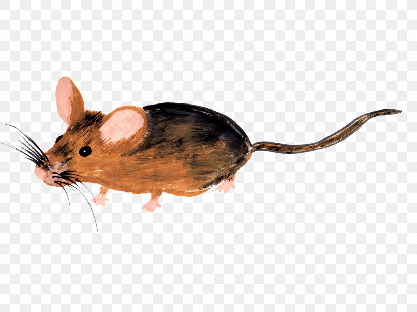 Computer Mouse Rat Dormouse ネズミ, PNG, 1280x961px, Computer Mouse, Computer, Dormouse, Fauna, Gerbil Download Free
