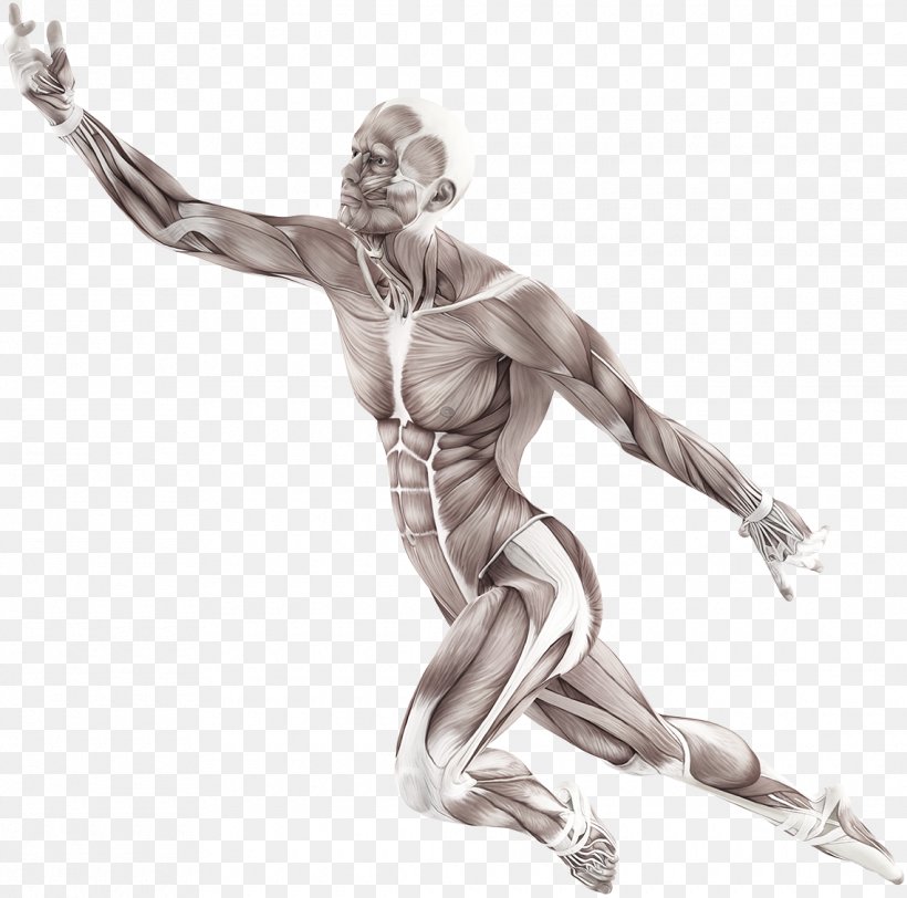 Human Body Muscle Motion Anatomy Trains: Myofascial Meridians For Manual And Movement Therapists Muscular System, PNG, 1140x1130px, Human Body, Arm, Art, Black And White, Connective Tissue Download Free