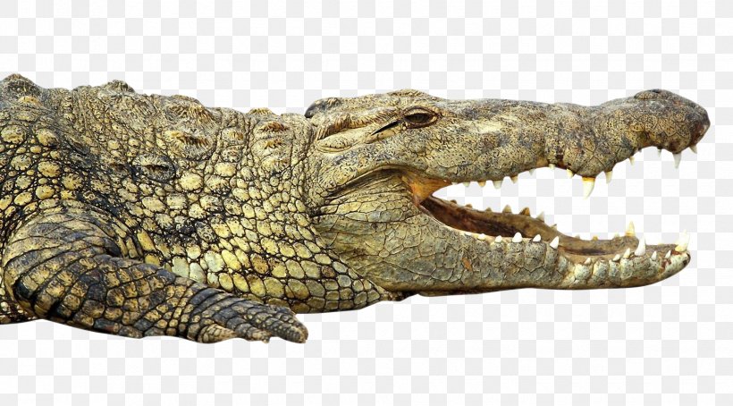 Nile Crocodile Alligator, PNG, 1750x969px, Crocodile, Alligator, Crocodile Farm, Crocodiles, Crocodilia Download Free