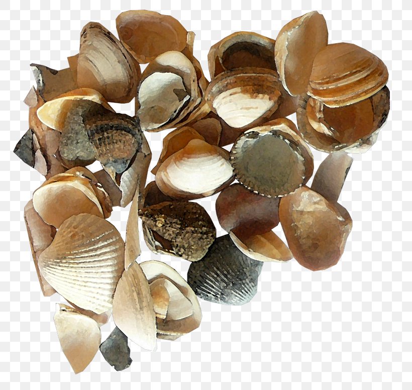 Seashell Clip Art, PNG, 800x776px, Seashell, Clam, Clams Oysters Mussels And Scallops, Cockle, Jewellery Download Free