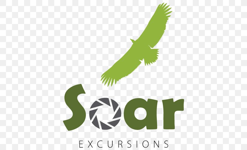 Soar Excursions Organization Beak Individual Bird, PNG, 500x500px, Organization, Beak, Bird, Bird Of Prey, Brand Download Free