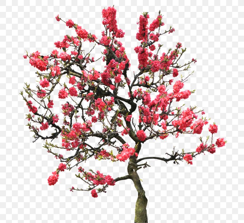 Blossom Peach Tree, PNG, 750x750px, Blossom, Branch, Cherry, Cherry Blossom, Flower Download Free