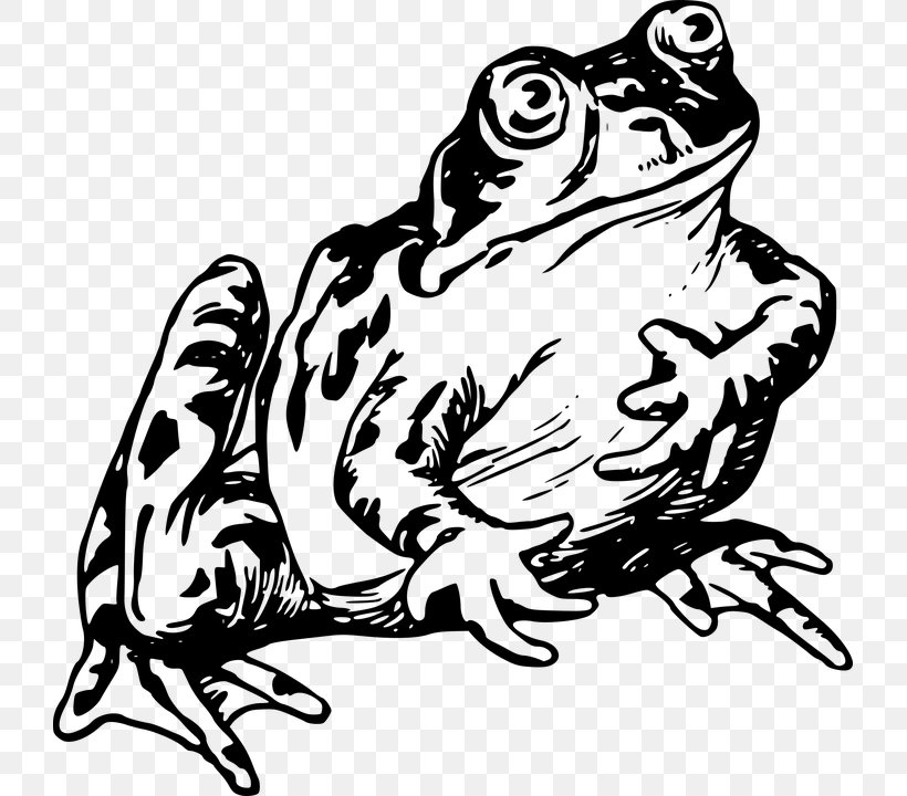 Common Frog Frog And Toad Drawing Clip Art, PNG, 723x720px, Frog, Amphibian, Animal, Art, Artwork Download Free