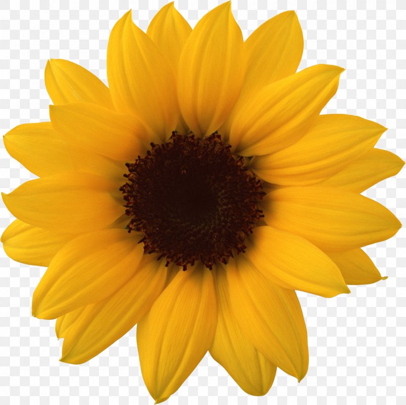 Common Sunflower Clip Art, PNG, 1280x1277px, Common Sunflower, Daisy Family, Display Resolution, Flower, Flowering Plant Download Free