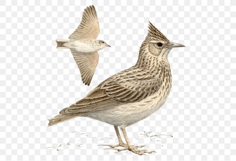 Crested Lark Skylarks Bird Sparrow Family, PNG, 530x561px, Crested Lark, American Sparrows, Beak, Bird, Emberizidae Download Free