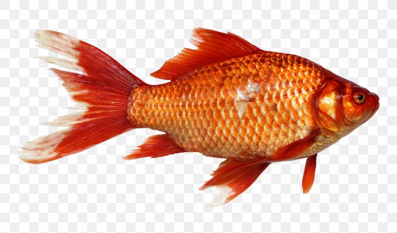 Goldfish Carp Clip Art, PNG, 1200x706px, Goldfish, Bony Fish, Carp, Cyprinidae, Fauna Download Free