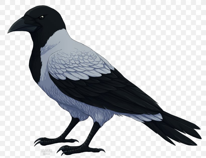 Hooded Crow Carrion Crow DeviantArt, PNG, 1600x1227px, Hooded Crow, Animal, Animation, Art, Artist Download Free