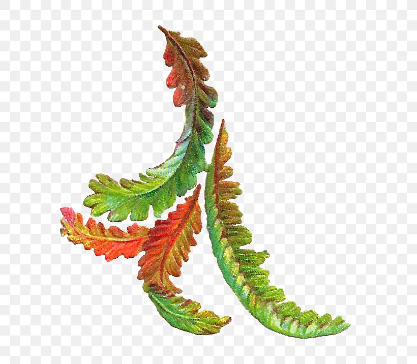 Autumn Leaf Color Clip Art, PNG, 673x716px, Autumn Leaf Color, Acorn, Autumn, Color, Green Download Free