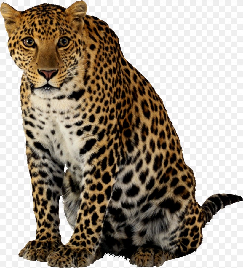 Felidae Jaguar Cheetah Clip Art, PNG, 1451x1600px, Felidae, Big Cat, Big Cats, Carnivoran, Cat Like Mammal Download Free
