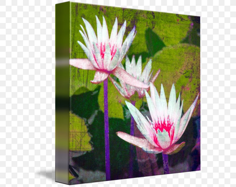 Gallery Wrap Canvas Aquatic Plants Water Lilies Art, PNG, 589x650px, Gallery Wrap, Aquatic Animal, Aquatic Plant, Aquatic Plants, Art Download Free