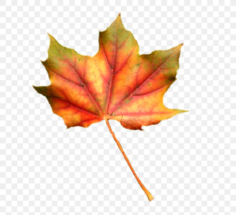 Maple Leaf Clip Art, PNG, 700x750px, Maple Leaf, Autumn, Deciduous, Dots Per Inch, Leaf Download Free