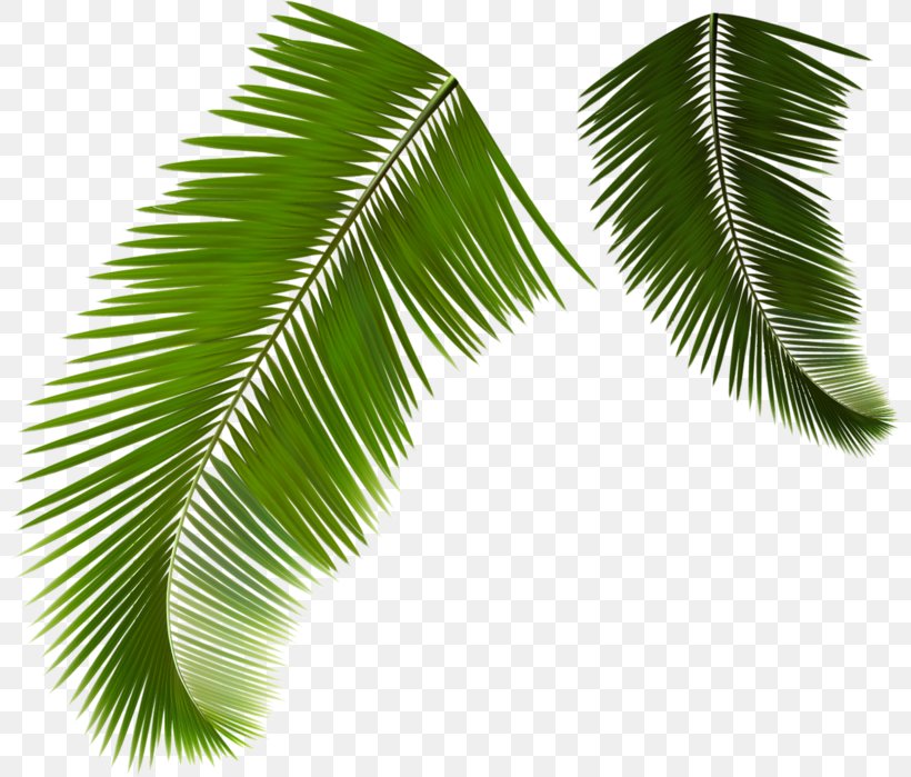 Arecaceae Leaf Frond Coconut, PNG, 800x699px, Arecaceae, Arecales, Borassus Flabellifer, Coconut, Depositphotos Download Free