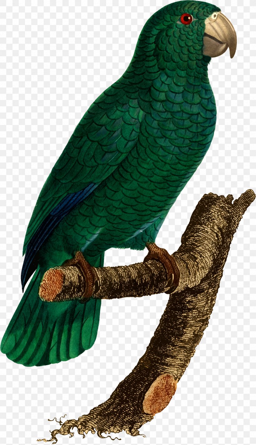 Budgerigar Lovebird Parrot Macaw, PNG, 1369x2378px, Budgerigar, Beak, Bird, Carolina Parakeet, Common Pet Parakeet Download Free