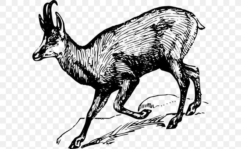 Chamois Clip Art, PNG, 600x507px, Chamois, Art, Black And White, Cattle Like Mammal, Cow Goat Family Download Free