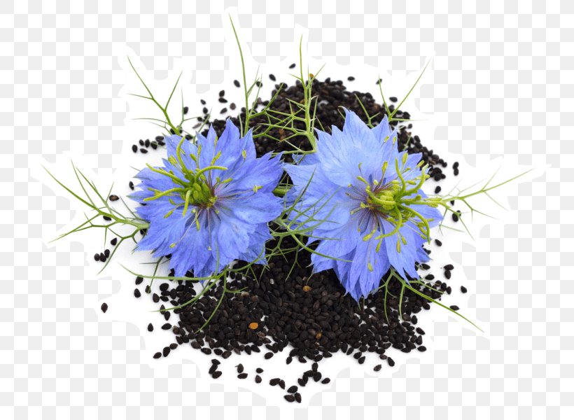 Fennel Flower Sativum Love-in-a-Mist Kevala Organic Black Cumin Seeds, PNG, 756x600px, Fennel Flower, Anemone, Annual Plant, Clematis, Cumin Download Free
