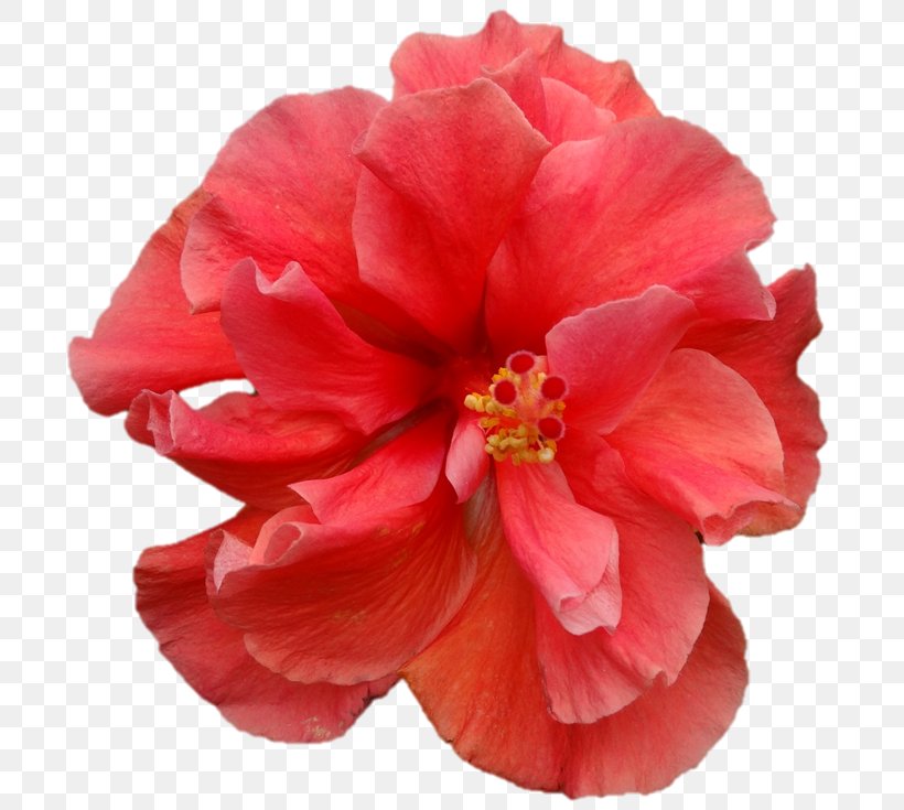 Japanese Camellia Flowering Plant Mallows Hibiscus, PNG, 722x735px, Japanese Camellia, Begonia, Camellia, China Rose, Flower Download Free