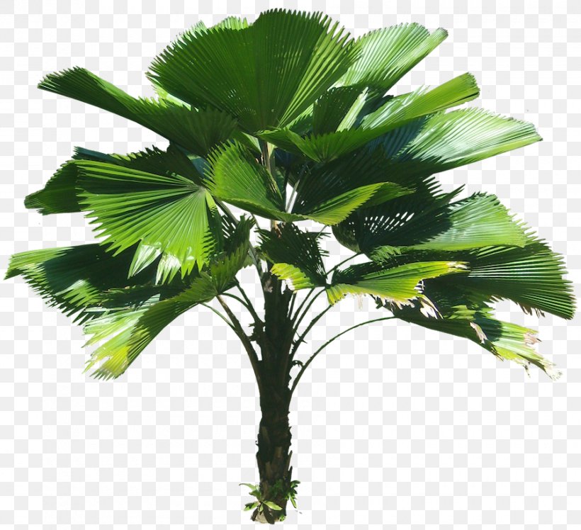 Plant Tree Tropics, PNG, 900x821px, Plant, Arecaceae, Arecales, Attalea Speciosa, Borassus Flabellifer Download Free