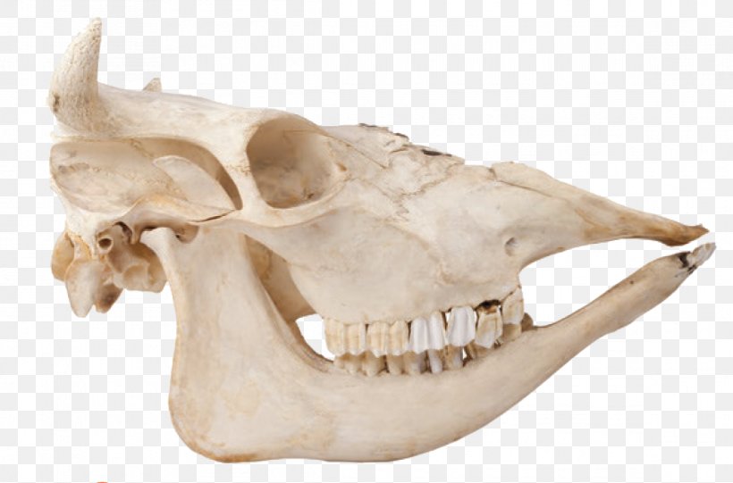 Skull Cattle Bone Skeleton Mammal, PNG, 1164x769px, Skull, Animal, Bobcat, Bone, Brain Download Free