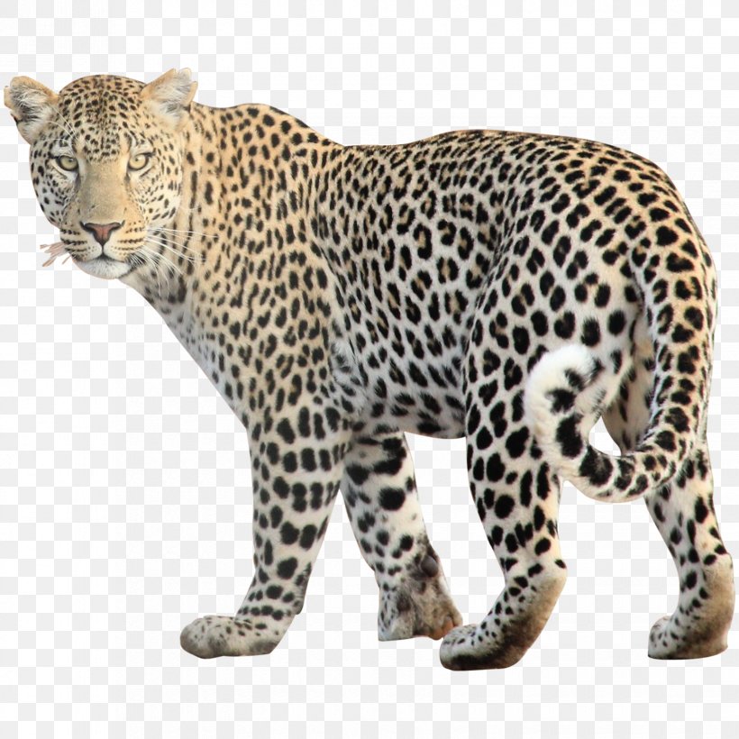 Leopard Clip Art, PNG, 1650x1650px, Leopard, Animal Figure, Big Cats, Carnivoran, Cat Like Mammal Download Free