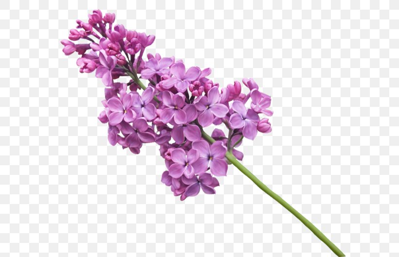 Lilac Clip Art Image Blog, PNG, 600x529px, Lilac, Album, Blog, Cut Flowers, Flower Download Free