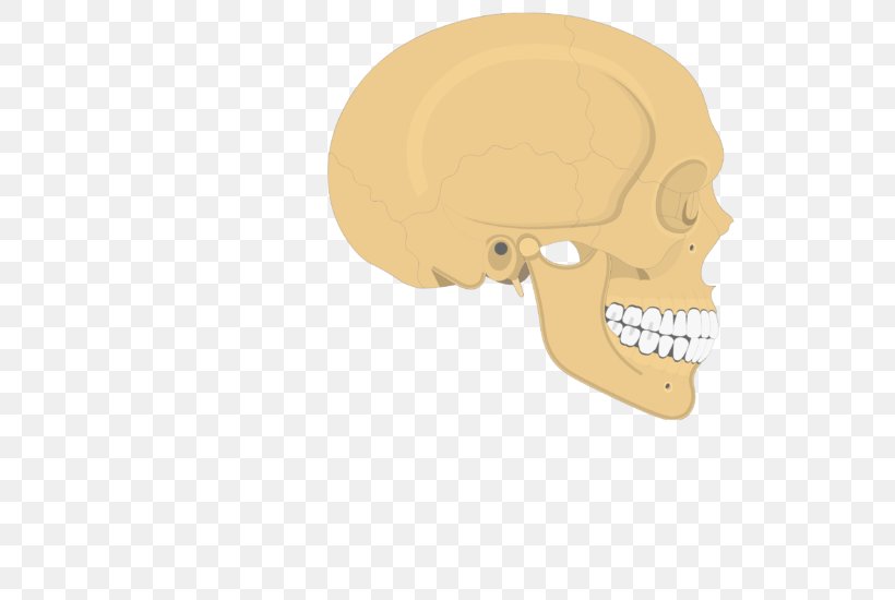 Skull Parietal Bone Temporal Line Human Skeleton Anatomy, PNG, 548x550px, Skull, Anatomy, Axial Skeleton, Bone, Ear Download Free