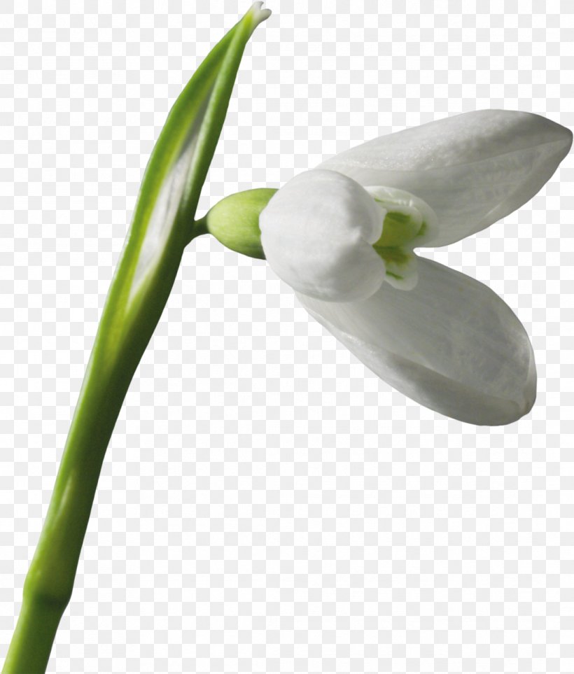 Snowdrop Leucojum Flower Clip Art, PNG, 1089x1280px, Snowdrop, Bud, Computer Software, Digital Image, Flora Download Free