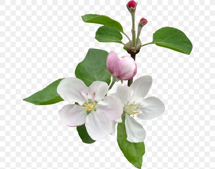 Apples Flower Blossom Petal Clip Art, PNG, 650x646px, Apples, Blossom, Branch, Cut Flowers, Flower Download Free